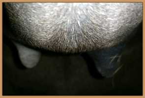 Miniature donkey  in foal photo