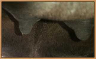 Miniature donkey  in foal photo