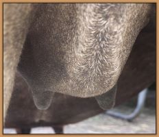 Paper Tyger's bag before foaling her miniature donkey foal.