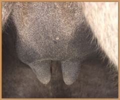 Smitten, miniature donkey jennet in foal