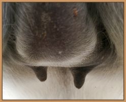 Photos of miniature donkey jennet's teats and bags that are close to foaling.