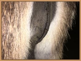 Photos of miniature donkey jennet's teats and bags that are close to foaling.