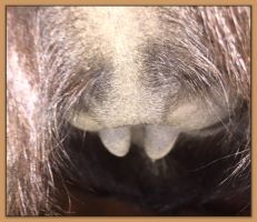 Miniature Donkey's teats and bag before foaling.