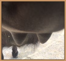 Photos of donkeys close to foaling a miniature donkey baby.