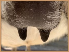 miniature donkey in foal pics