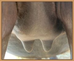 Miniature donkey, Black Beauty's teats and bag before foaling.