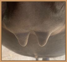 Miniature donkey, Black Beauty's teats and bag before foaling