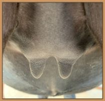 Miniature donkey, Black Beauty's teats and bag before foaling