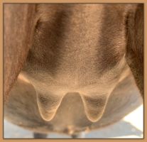 Miniature donkey, Black Beauty's teats and bag before foaling