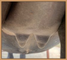 Miniature donkey, Black Beauty's teats and bag before foaling