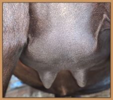 Miniature donkey, Black Beauty's teats and bag before foaling