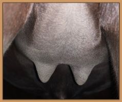 Miniature donkey, Black Beauty's teats and bag before foaling