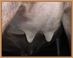 Miniature donkey, Black Beauty's teats and bag before foaling