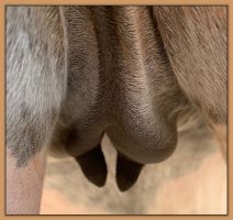 Miniature donkey Cake's teats and bag before foaling.