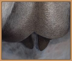 Miniature donkey Cake's teats and bag before foaling.