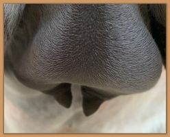 Miniature donkey Cake's teats and bag before foaling.