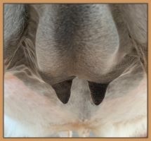 Miniature donkey Cake's teats and bag before foaling.