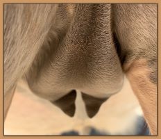 Miniature donkey Cake's teats and bag before foaling.