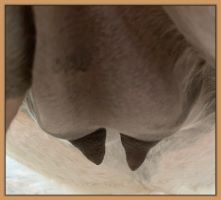 Miniature donkey Cake's teats and bag before foaling.