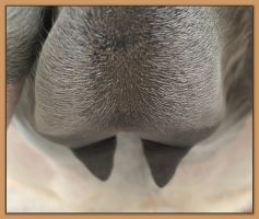 Miniature donkey Cake's teats and bag before foaling.