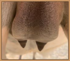 Miniature donkey Cake's teats and bag before foaling.