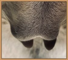 Miniature donkey, Lady's, photos of her teats and bag before foaling.