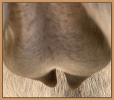 Photos of Lady's bag and teats before foaling.