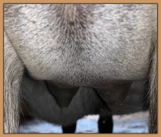 Photos of Lady's bag and teats before foaling.