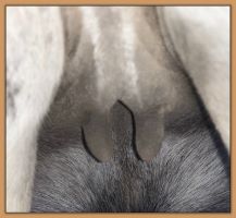 Miniature donkey, Sweet Punch, photos of bag and teats before foaling a miniature donkey baby.