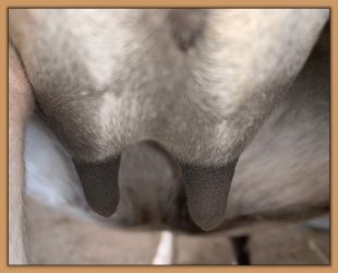 miniature donkeys teats before foaling