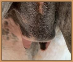 Sweetie, miniature donkey, photos of teats and bag before foaling.