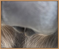 Photo of jennet's teats and bag before foaling.