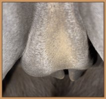 Photo of jennet's teats and bag before foaling.