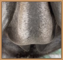 Photos of miniature donkeys teats and bag before foaling.