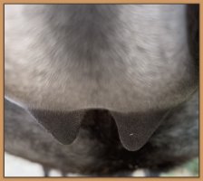 Photos of miniature donkeys teats and bag before foaling.