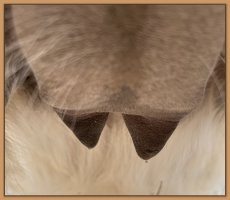 Photo of jennet's teats and bag before foaling.