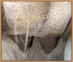 Photo of jennet's teats and bag before foaling