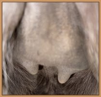 Photo of jennet's teats and bag before foaling.