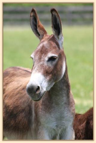 Ass-Pirin Acres Felina, Dark Red Miniature Donkey brood Jennet at Half Ass Acres