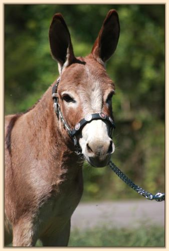 HHAA Bee Sting, dark red miniature donkey brood jennet at Half Ass Acres