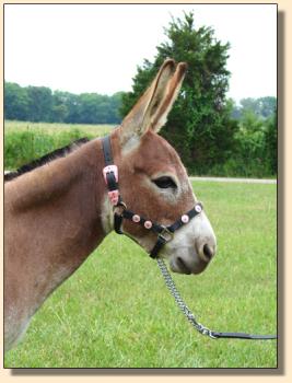 Click photo of miniature donkey to enlarge imag