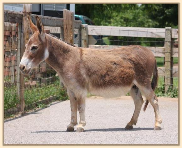 Ass-Pirin Acres Felina, Dark Red Miniature Donkey Brood Jennet at Half Ass Acres