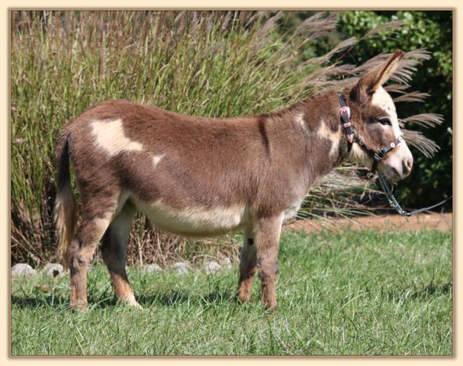 Little Miracles Have Faith, Spotted Miniature Donkey