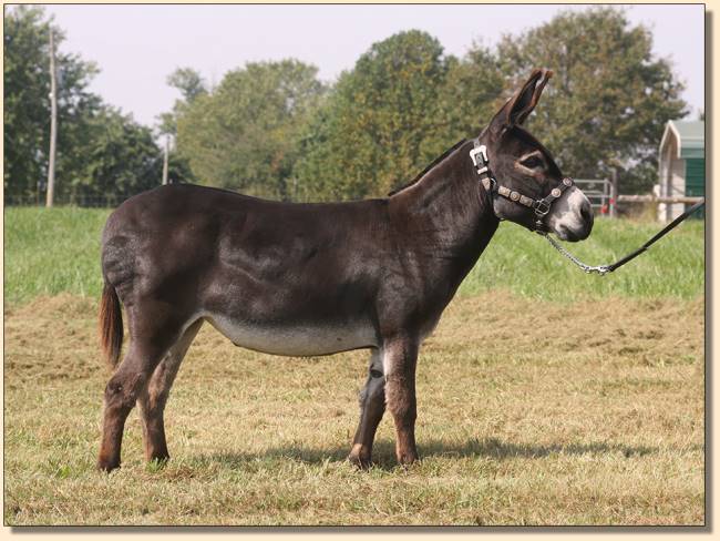 HHAA Miss Hifalutin, brood jennet at Half Ass Acres Miniature Donkey Farm in Chapel Hill,Tennessee.