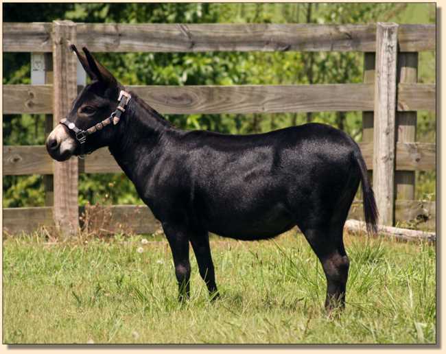 Miniature donkey brood jennet at Half Ass Acres, Merry-Go-Round's Iridessa