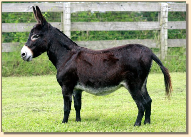 Braethorn Luck Be a Lady, brood jennet at Half Ass Acres in Chapel Hill, Tennessee.