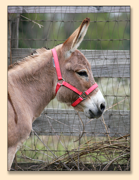 Designer Donkeys' Macy Lee, light red champion jennet at Half Ass Acres in Chapel Hill, Tennessee.