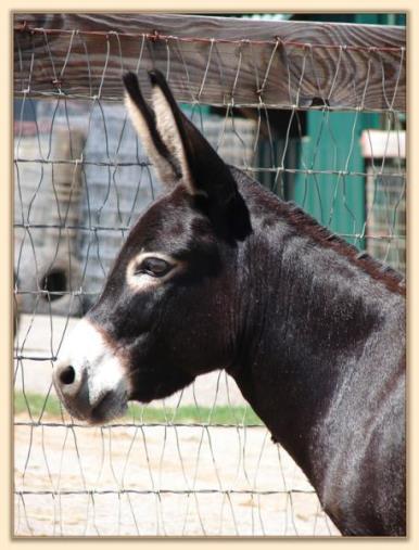 Sunset Acres Sweet Pea, black miniature donkey brood jennet at Half Ass Acres