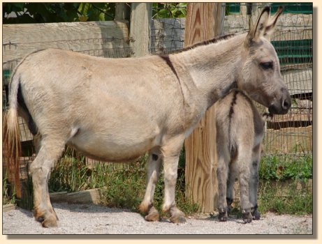 Emerald Ridge Piper one day after giving birth to her 4th foal, Gussy Up!