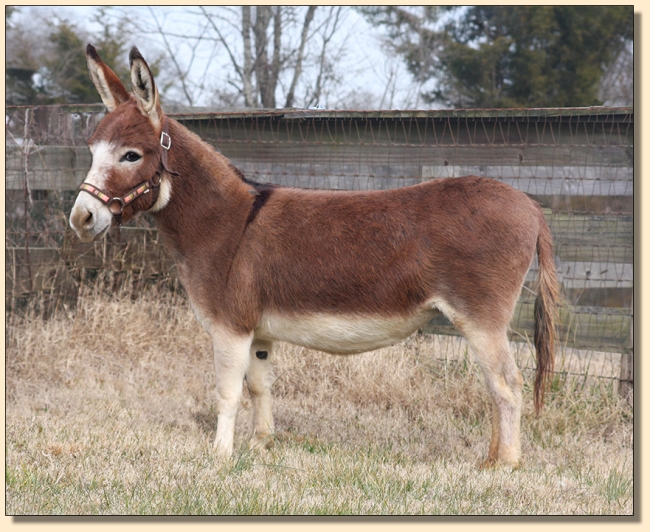 Breathorn Irish Ramblin' Rose, dark red miniature donkey brood jennet at Half Ass Acres